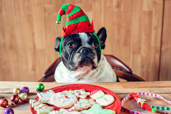 Canine Christmas Caveats