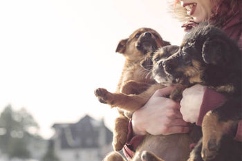 Thinking of Getting a Puppy?