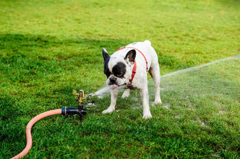 Can Your Dog Drink Too Much Water?