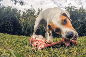 3 Tips To Keep Your Dog’s Teeth Clean