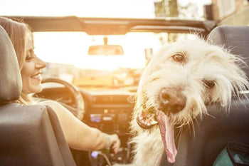 Are You Ready For A Dog?