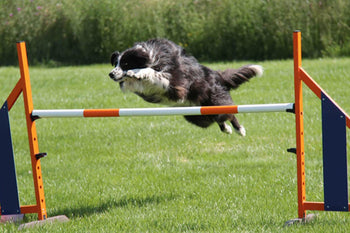 Fueling the Canine Athlete