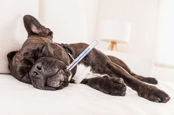 What To Do If Your Dog Is Vomiting Or Regurgitating!