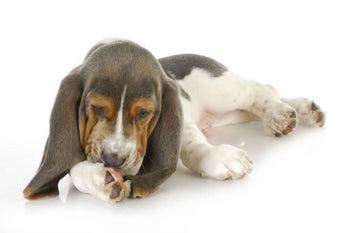 Why Is My Dog Constantly Licking His Paws?