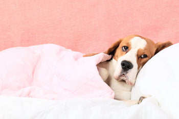 Effects Of Alcohol On Dogs And How To Avoid Ingestion