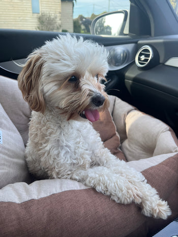 Frankie