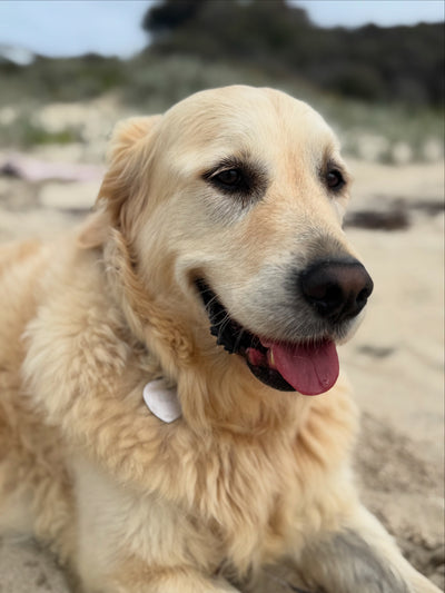 Lucy