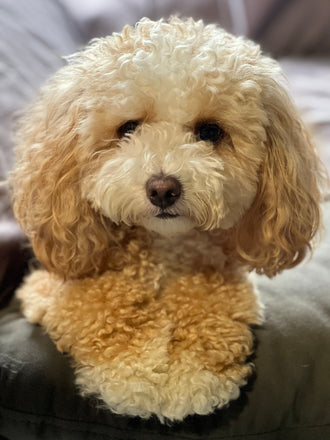 Maisy