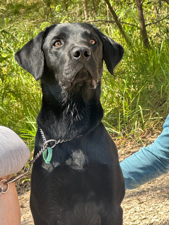 Bertie