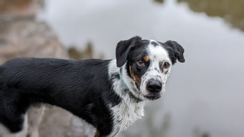 Atticus