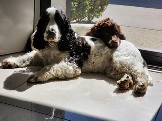 Hudson and Holly