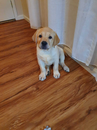 Hazel