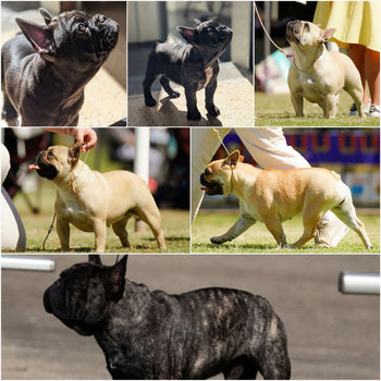 Duke, Hendrix, Keida, Bailey, Gypsy &amp; Ozzy