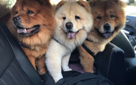 The Chow Chows