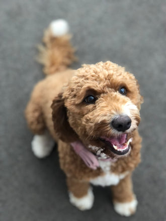 Maggie