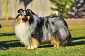 LOCHIE