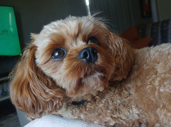 Pippa