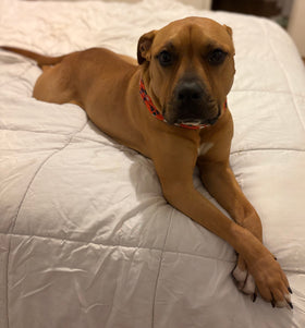 Roxy