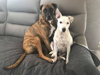 Tiggie and Beau
