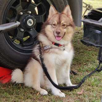 Koda