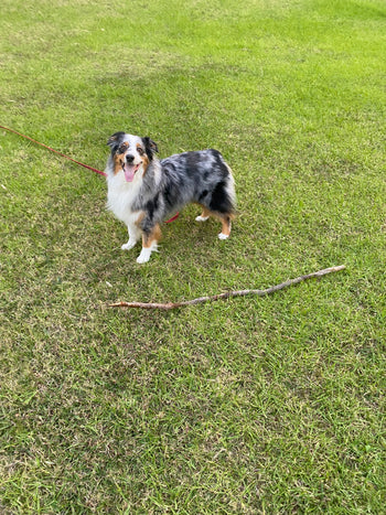 Koda