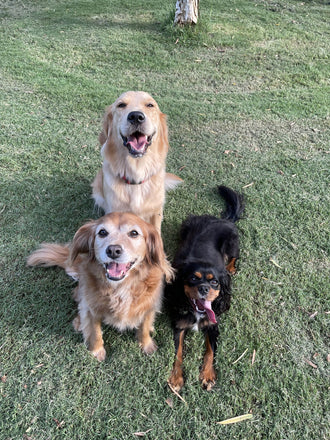 Stormi, Ollie and Percy