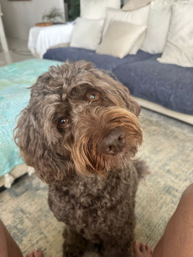 Teddy
