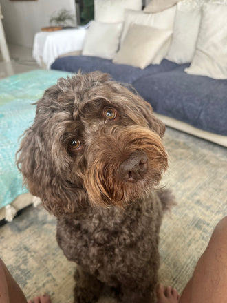 Teddy