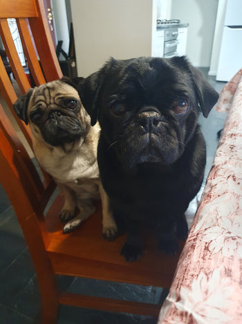 Arlo & Zarly