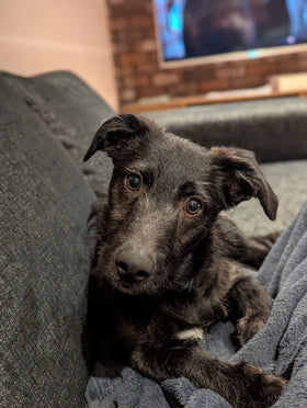 Toby
