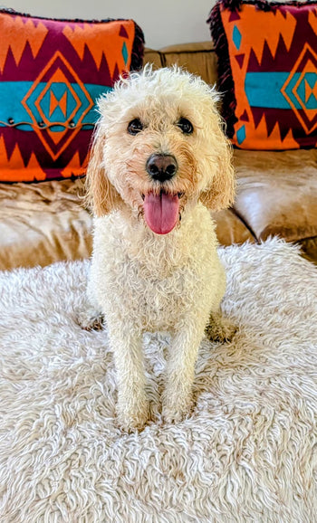Daisy
