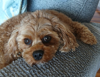 PIPPA