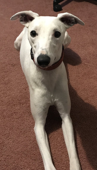 Nova
