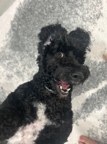 Peppa