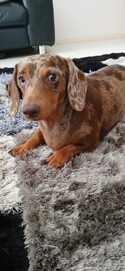 Sunnie