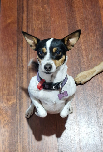 Trixi