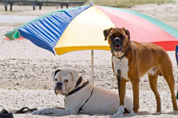 5 Things You Need To Do This Summer To Keep Your Dog Happy and Healthy!