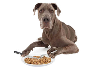 3 Simple Steps to Stop Your Dog Becoming a Fussy Eater And… How to Cure it if They Already are Fussy!