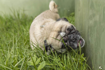 Why Your Dog May Eat Grass