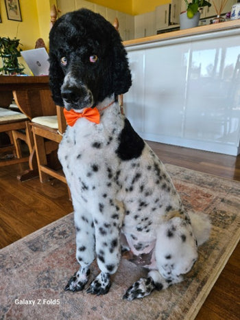 Sawyer