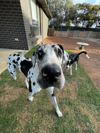 Molko