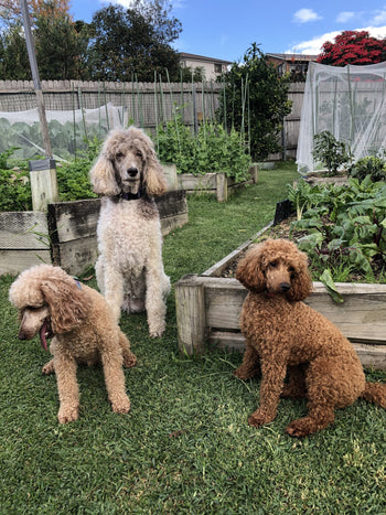 Freeda, Persia &amp; Pearly