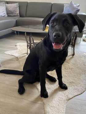 Koda