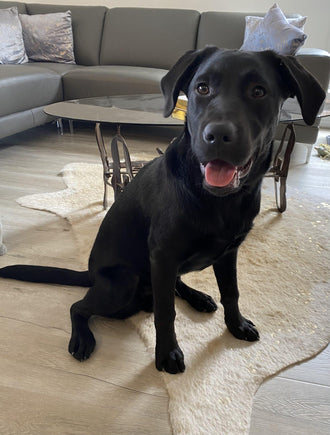 Koda