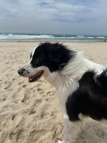 Elsie