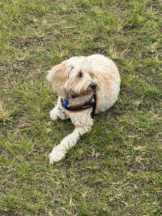 Gracie