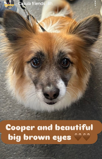Cooper