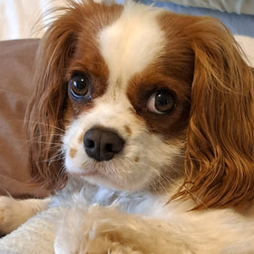 Charlie