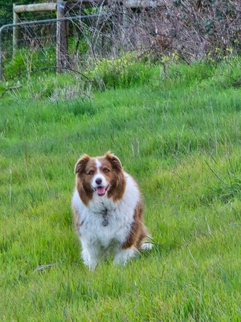 Buddy