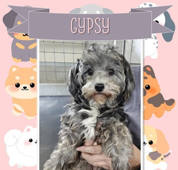 Gypsy